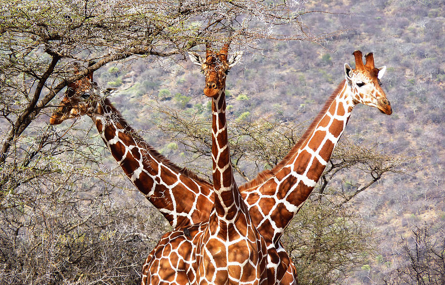 Three headed giraffe Photograph by Tony Murtagh