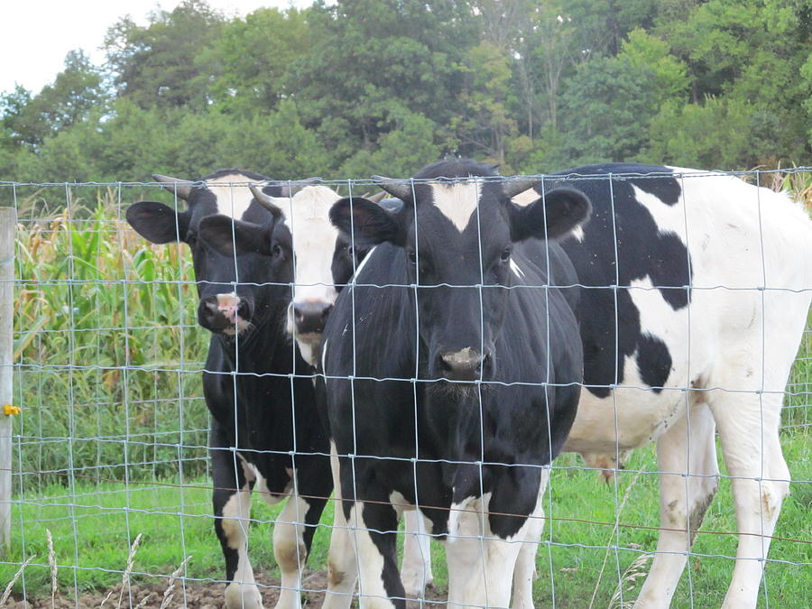 Cow Photograph - Three Holsteins Looking At Me by Tina M Wenger