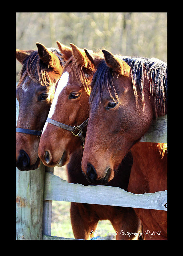 Three Horse Heads are Better Than One Photograph by PJQandFriends Photography