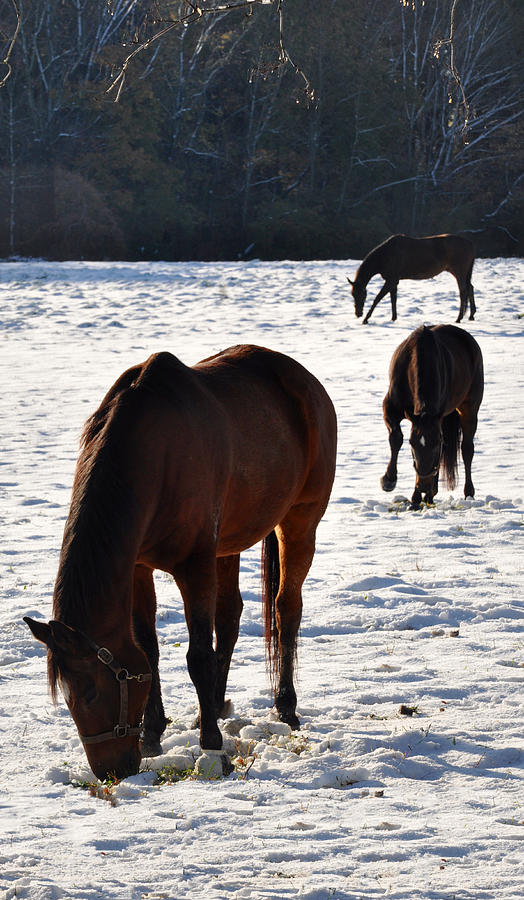 Three Horses Photograph by Bill Cannon