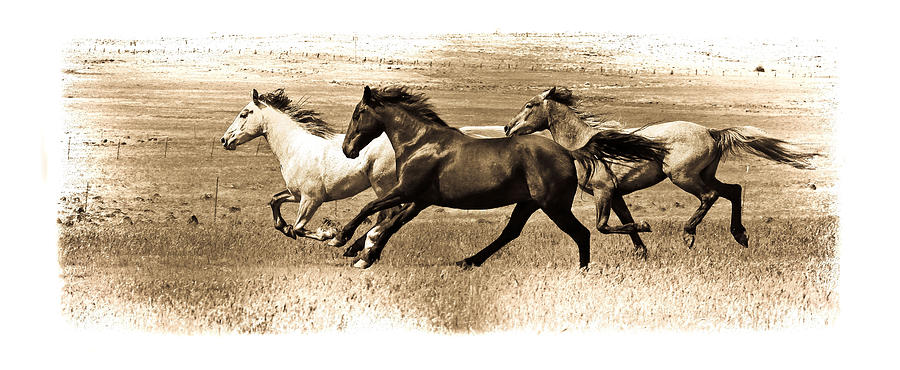 Three Horses Fade Photograph by Steve McKinzie