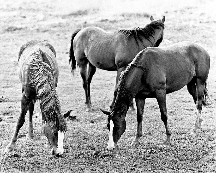 Three Horses Photograph by Joe  Palermo