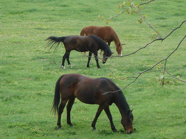 Three Horses Photograph by Val Oconnor