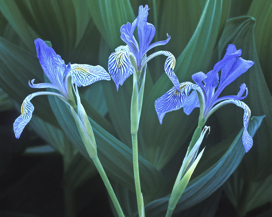 Three Iris Photograph by Joe  Palermo