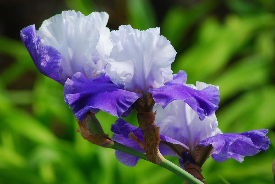 Iris Photograph - Three Irises in Purple and White by Wanda Jesfield