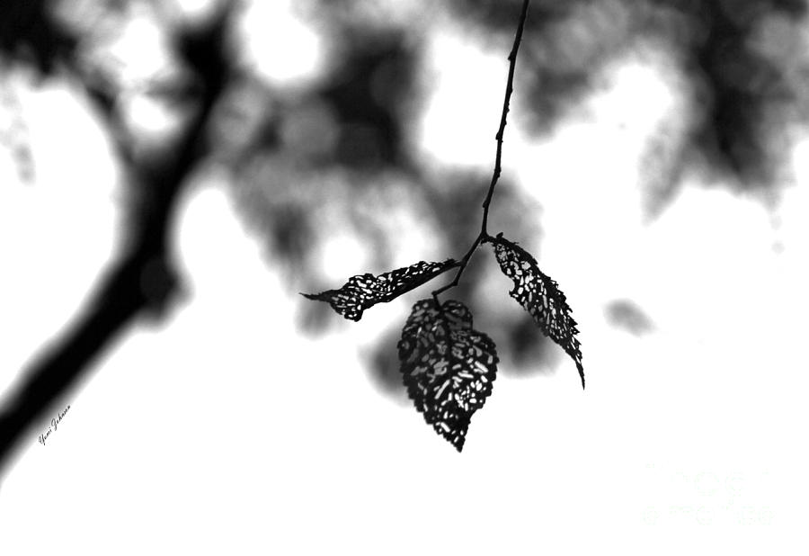 Three leaves art Photograph by Yumi Johnson