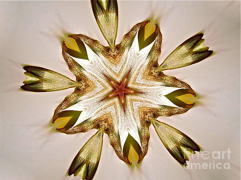 Abstract Photograph - Three Leaves Kaleidoscopic by Sean Griffin