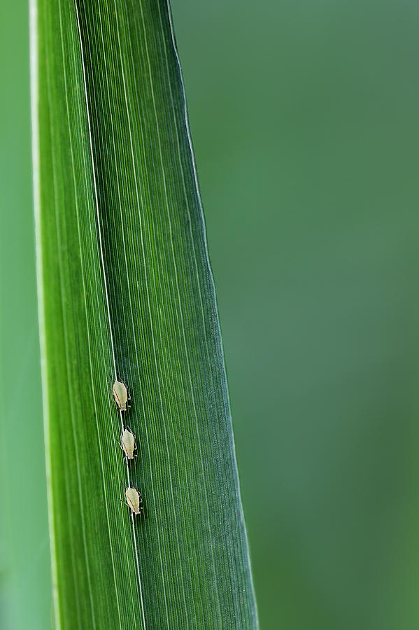 Three Little Aphids All In A Row Photograph by Tracie Schiebel