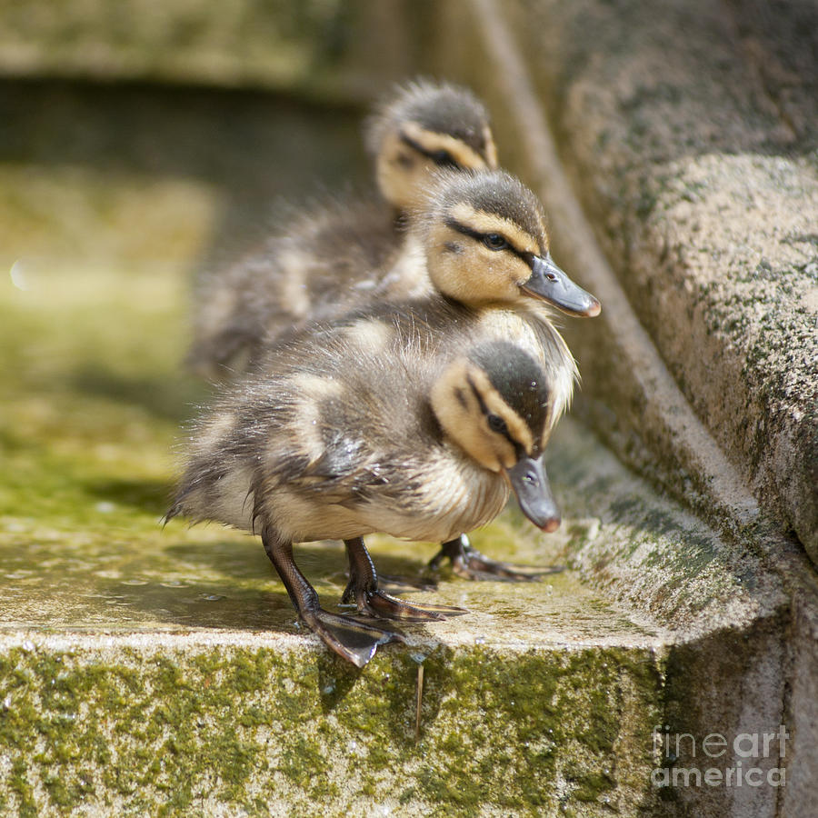 Three little ducklings Photograph by Andrew  Michael