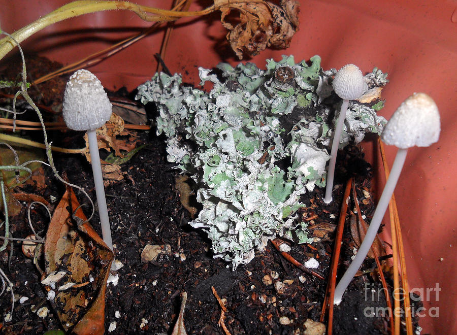Three Little Mushrooms Photograph by Doris Blessington