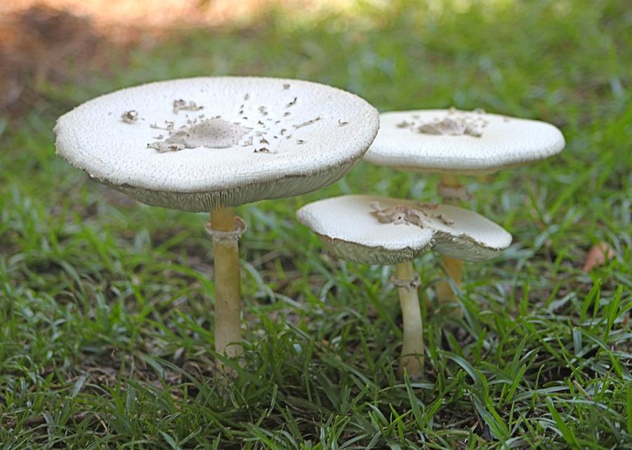 Three Mushrooms Photograph by Jeanne Juhos