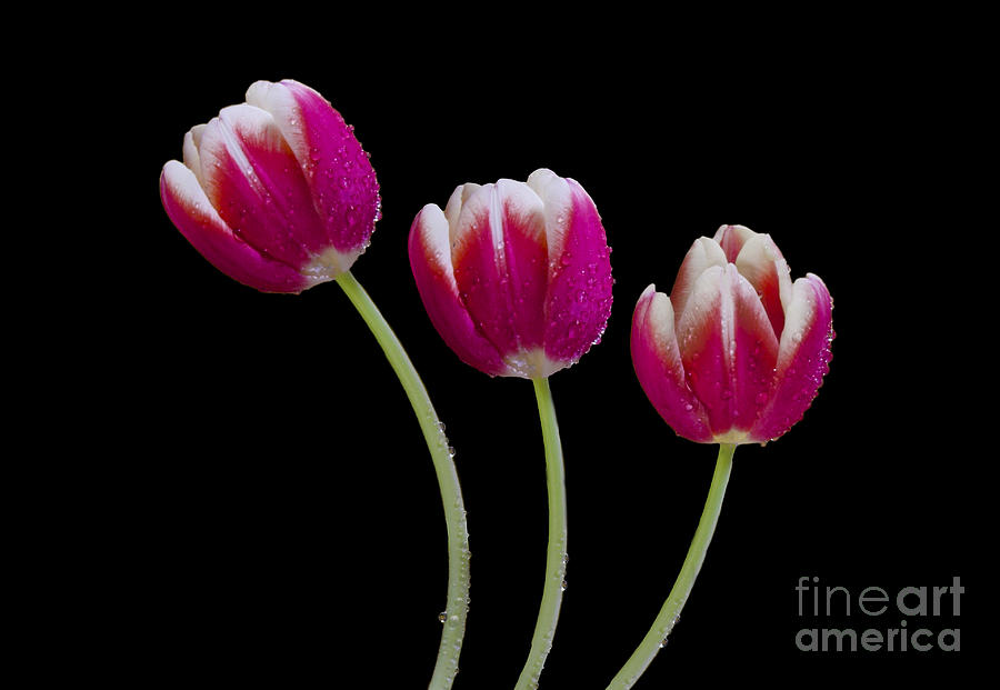 Tulip Photograph - Three Of A kind by Susan Candelario