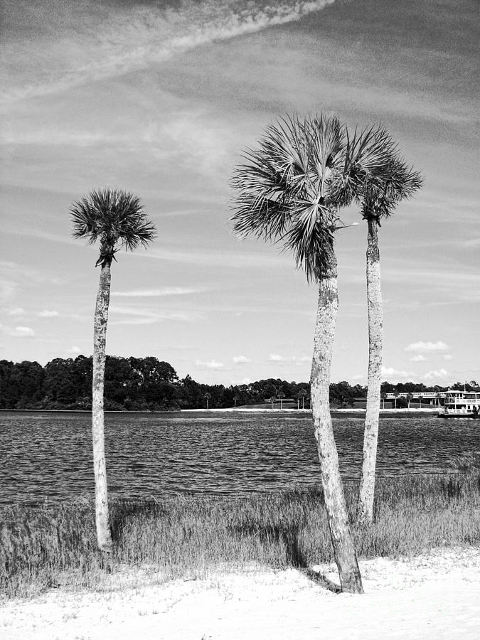Three of Palm Photograph by Traci Cottingham
