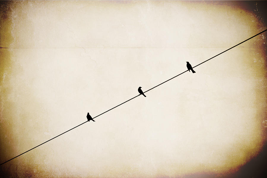 Three On A Wire Photograph by Guy Hoffman