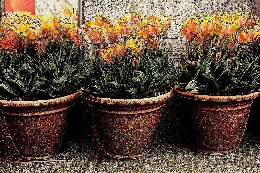 Tulip Photograph - Three Orange Pots by Barbara  White