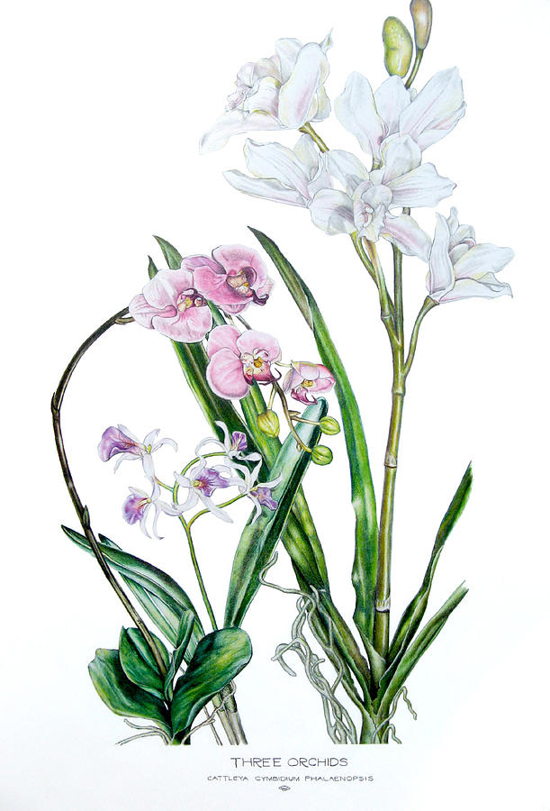 Three Orchids Drawing by Ben Saturen