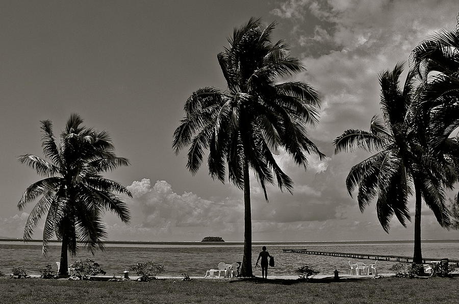 Three Palms and a Snorkeler Photograph by Eric Tressler