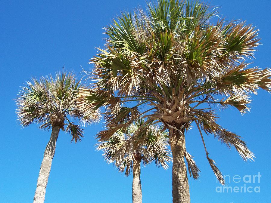 Three Palms Photograph by Jeanne Forsythe