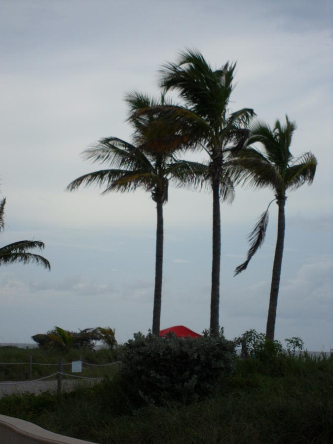 Three Palms Photograph by Val Oconnor