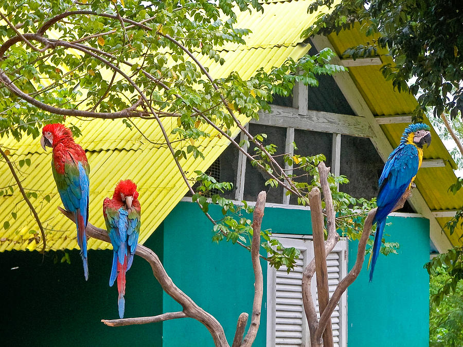 Three Parrots Photograph by Ann Murphy