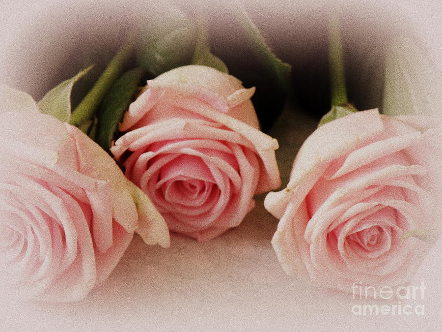Three Pink Roses Photograph by Lainie Wrightson
