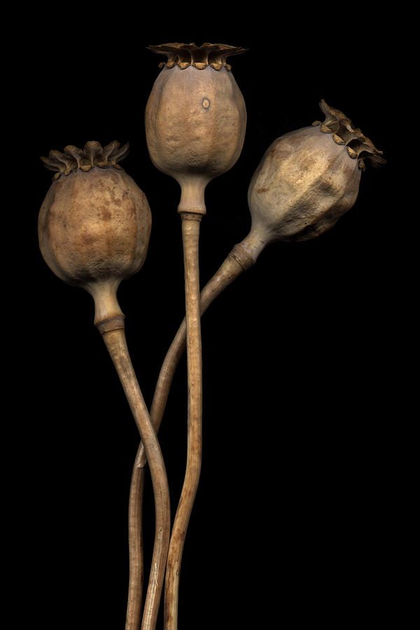 Three Poppy Pods Photograph by David Kleinsasser