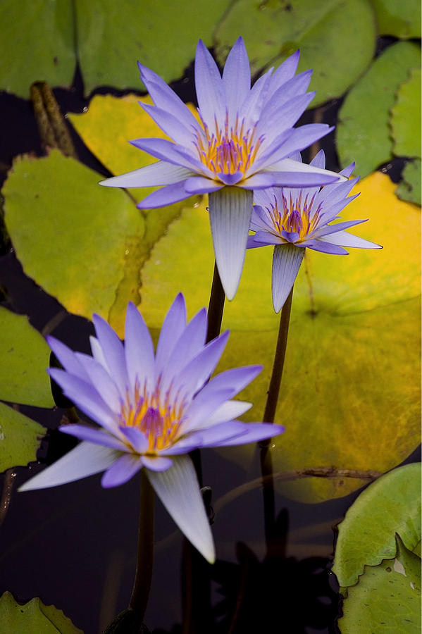 Three Purple Lotus Flower Photograph by Jeelan Clark