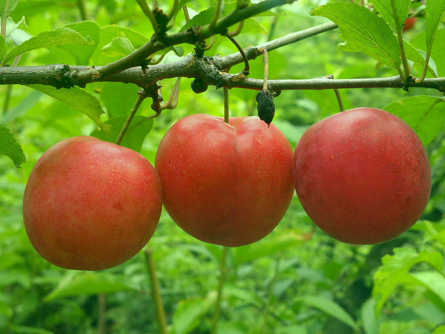Three Red Plum Fruits Hanging On A Branch Photograph by Jeelan Clark
