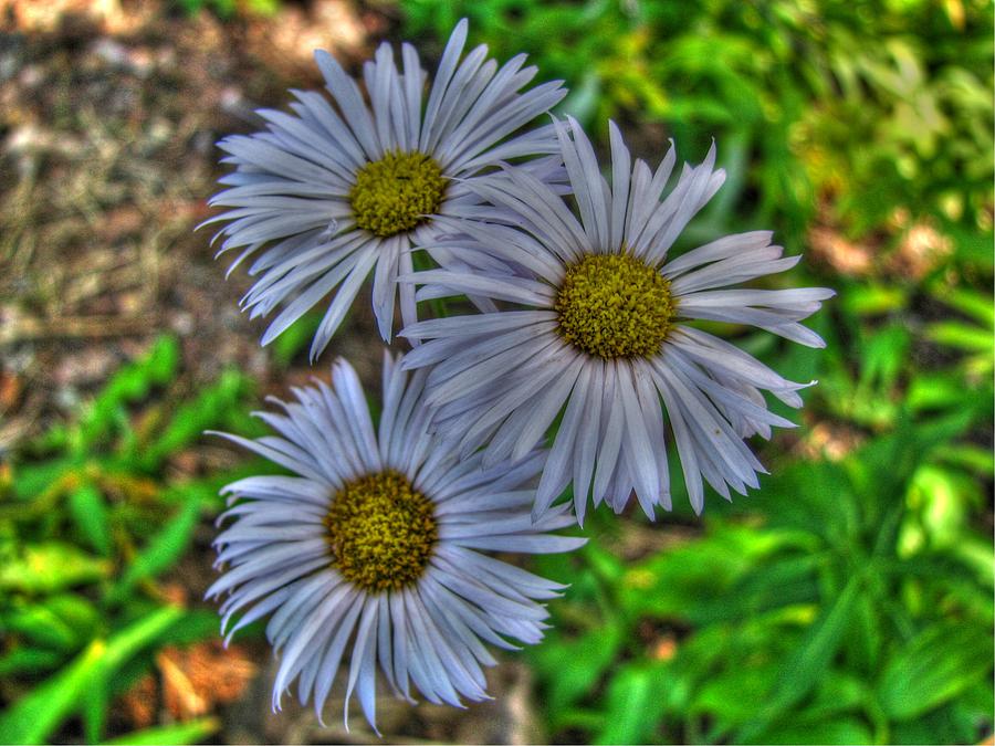 Three Rocky Mountain Daisies Photograph by Aaron Burrows