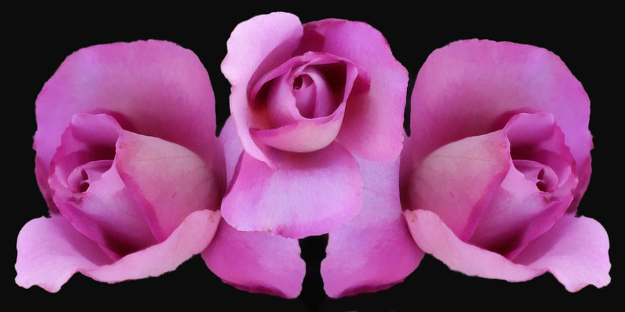 Three Roses Painterly Digital Art by Ernest Echols