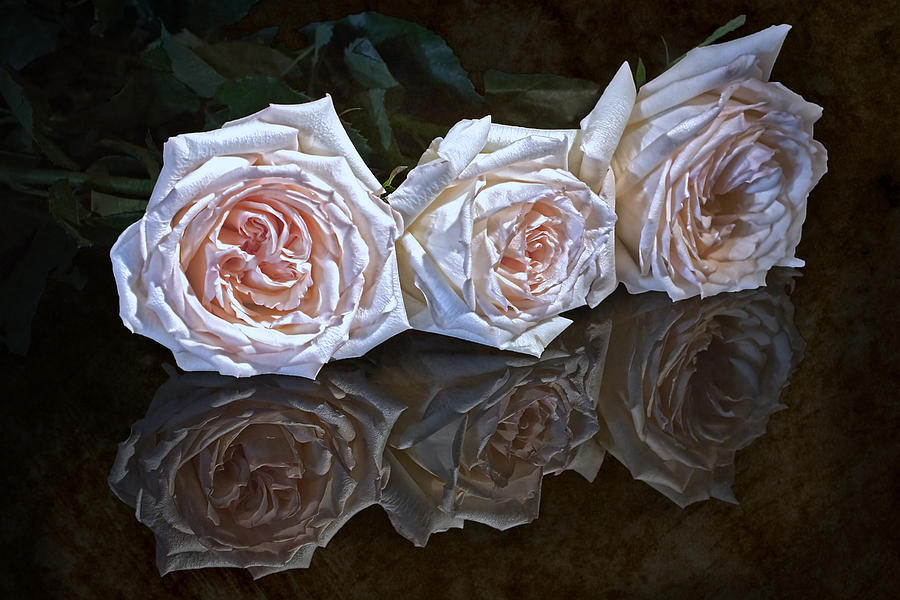 Three Roses Still Life Photograph by Tom Mc Nemar