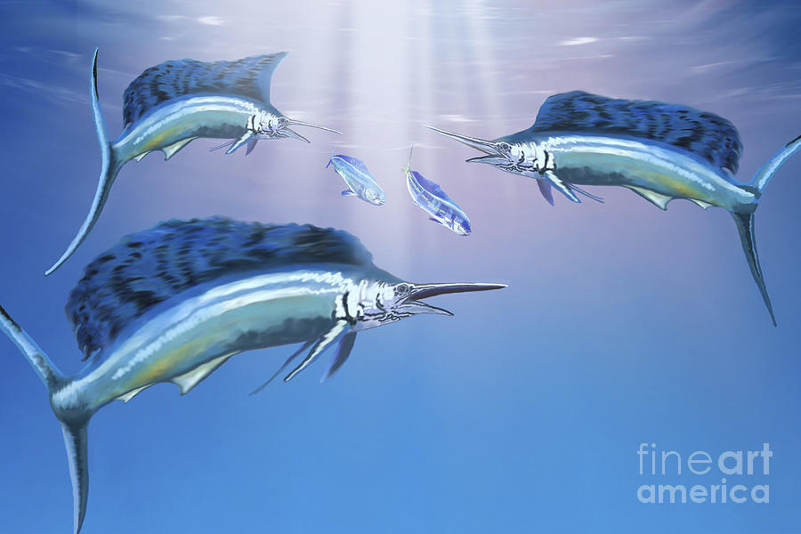 Fish Digital Art - Three Sailfish Hunt For Their Prey by Corey Ford