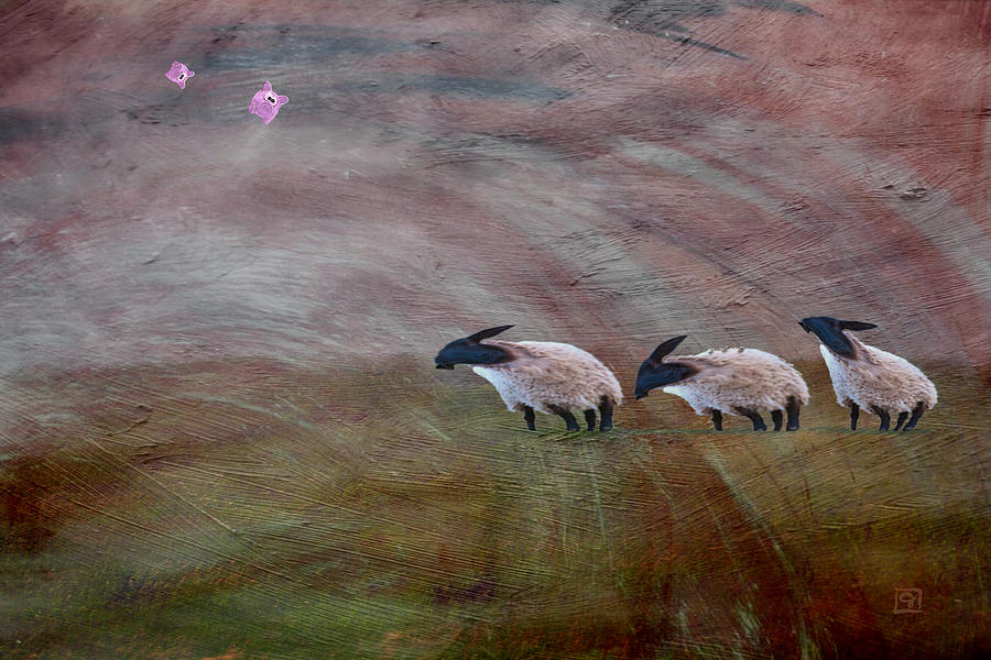 Three Sheep In The Wind and Pigs Fly Digital Art by Jean Moore