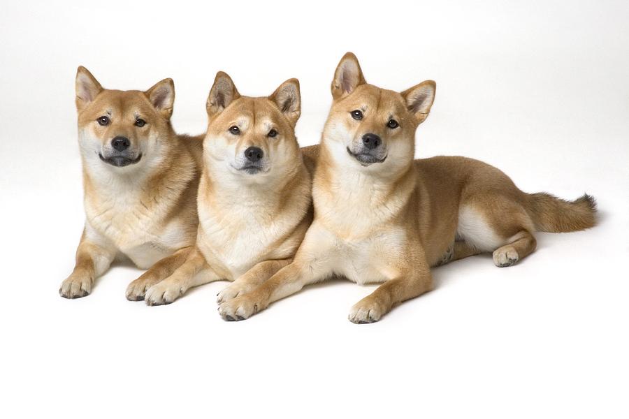 Dog Photograph - Three Shiba Inu Dogs by Corey Hochachka