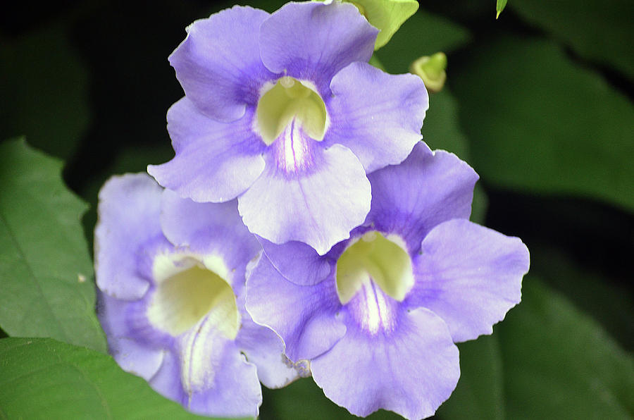 Three Sisters in Purple Photograph by Trina Talmon | Fine Art America