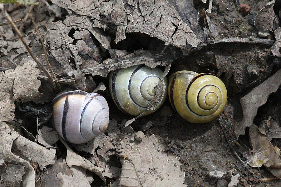 Three snails Photograph by Doris Potter