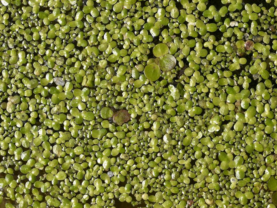 three-species-of-duckweed-lemnaceae-photograph-by-adrian-bicker