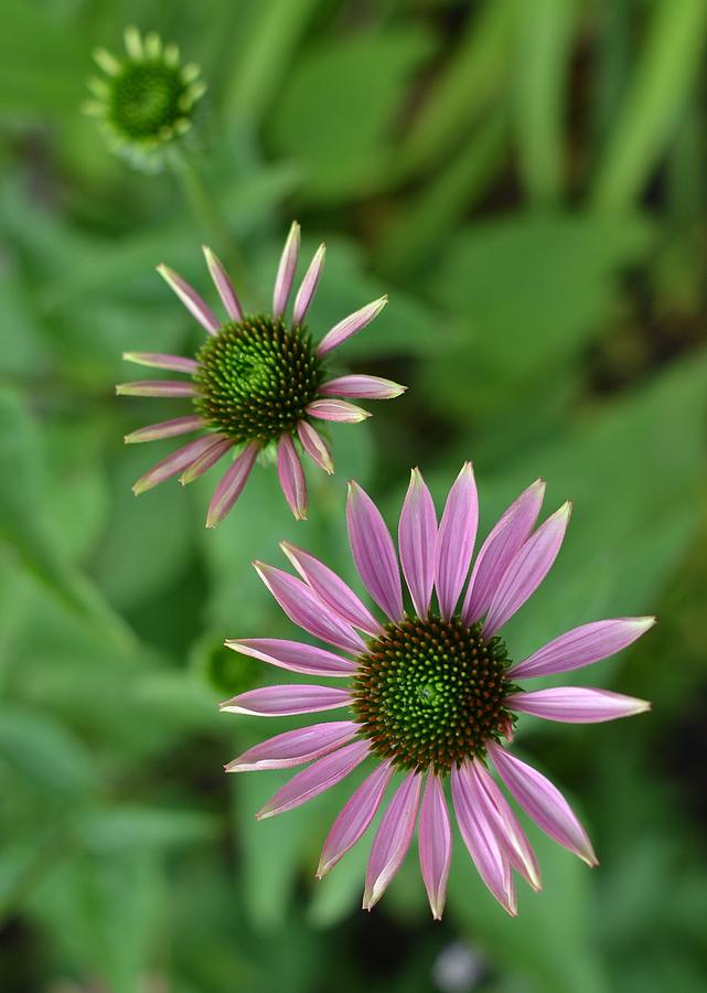 Three stages of a Coneflower Photograph by Michael Mrozik