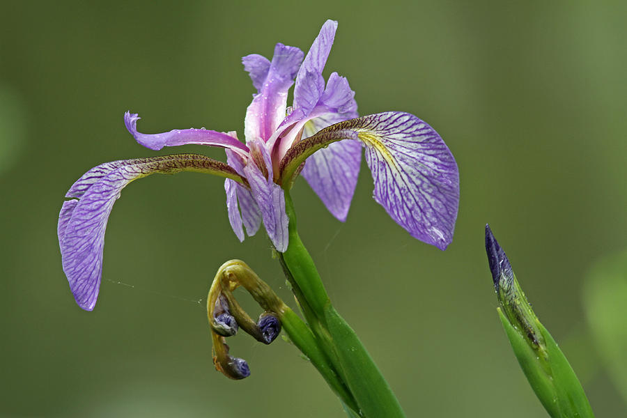 Iris Photograph - Three Stages of Life by Juergen Roth