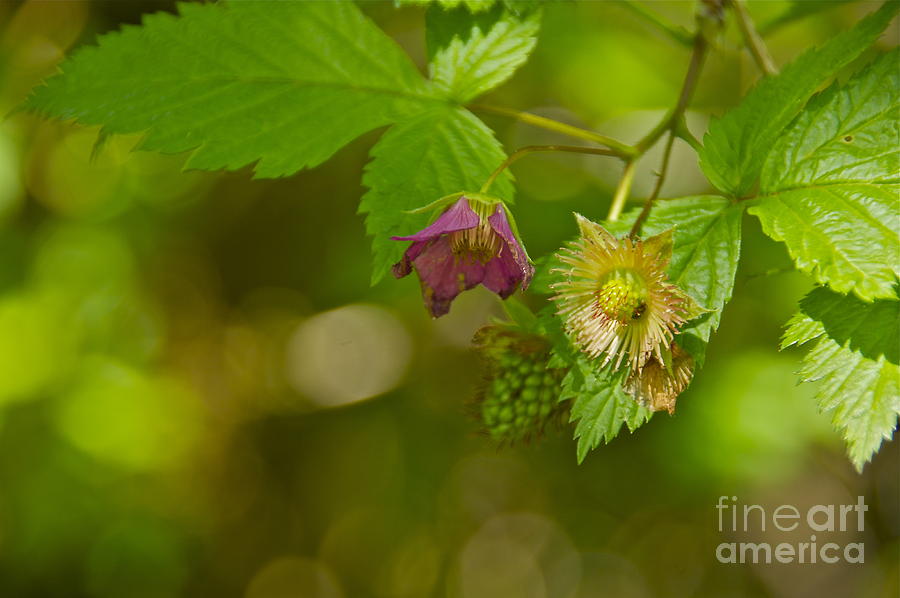 Three Stages Of Salmonberry Photograph