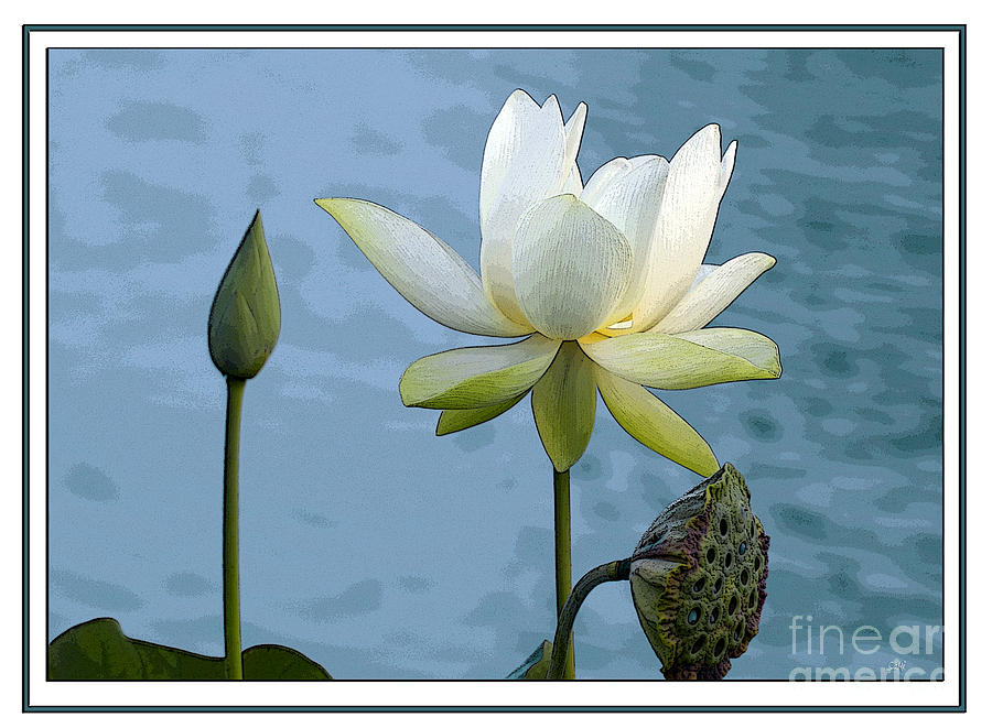 Three stages of the lotus Photograph by Sami Martin
