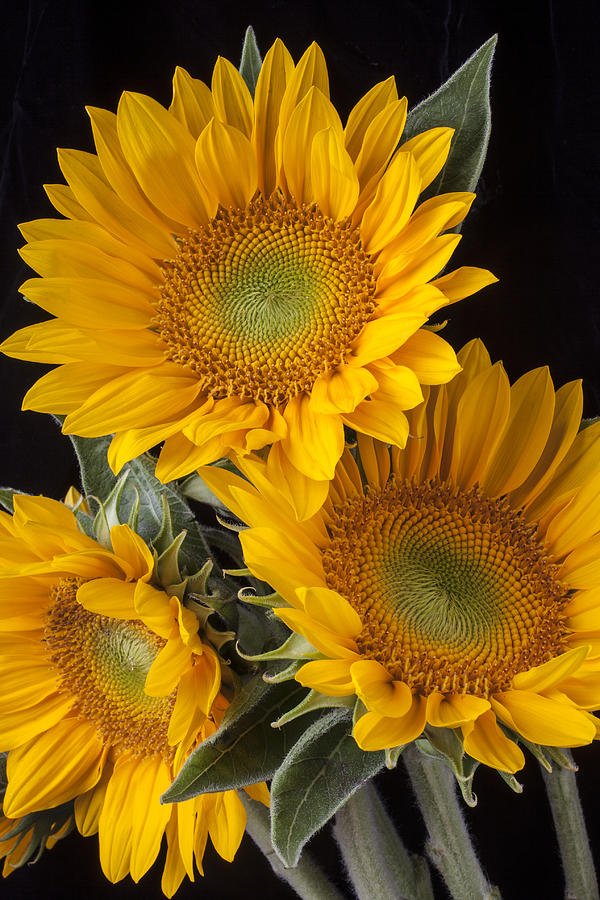 Flower Photograph - Three sunflowers by Garry Gay