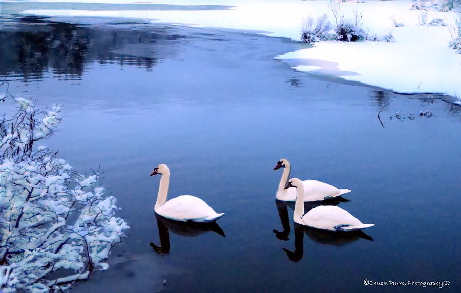 Three Swans Photograph by Chuck Purro - Fine Art America