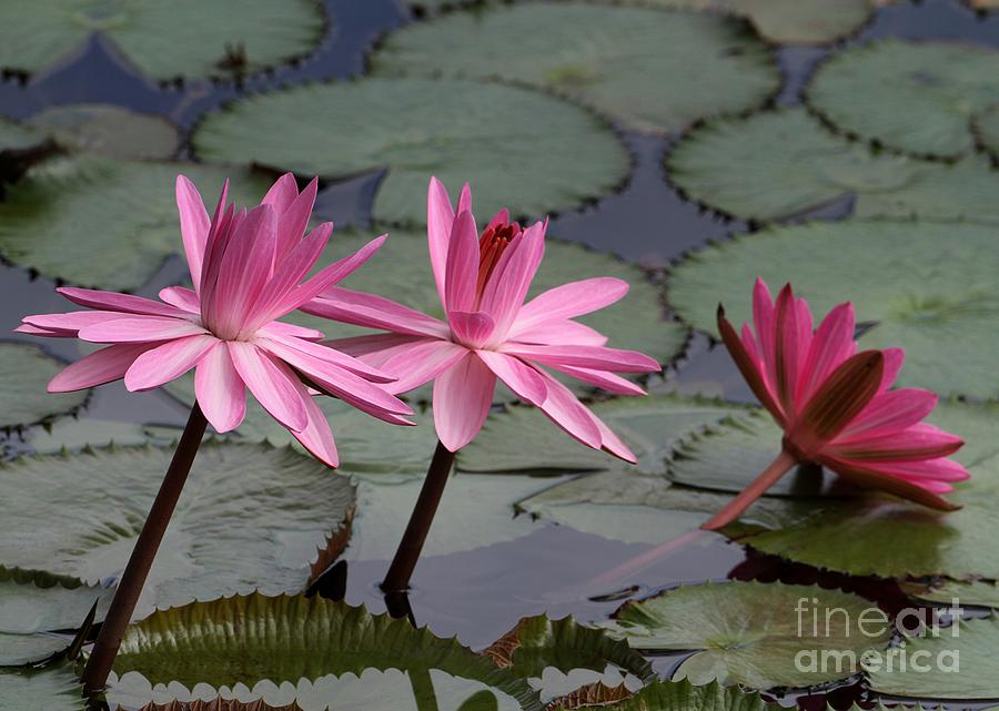 Cool Photograph - Three Sweet Pink Water Lilies by Sabrina L Ryan