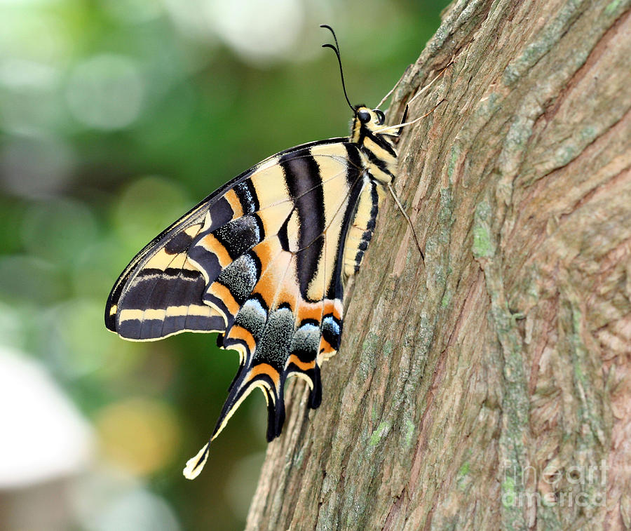 Butterfly Photograph - Three Tailed Tiger Swallowtail by April Wietrecki Green