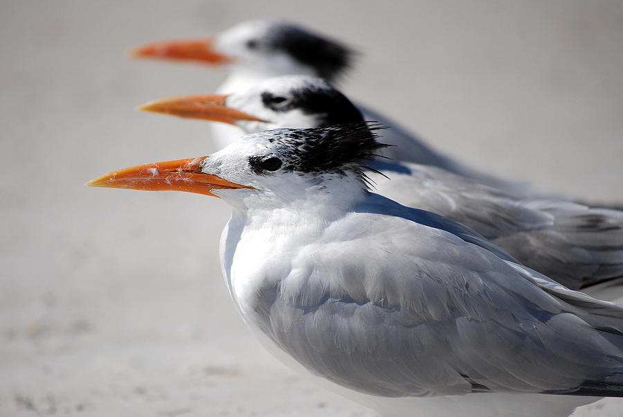 Abstract Photograph - Three Terns by Jeremy Smith