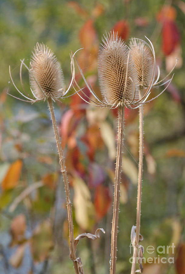 Fall Photograph - Three Thistles by Kevin Felts