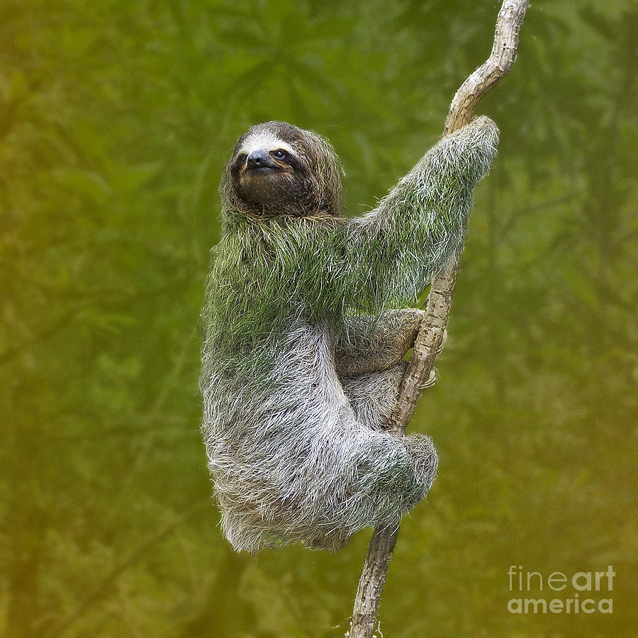 Three-Toed Sloth climbing Photograph by Heiko Koehrer-Wagner
