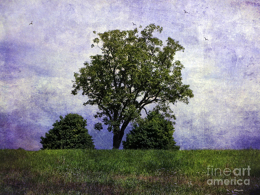 Tree Photograph - Three Tree Hill 2 by Madeline Ellis