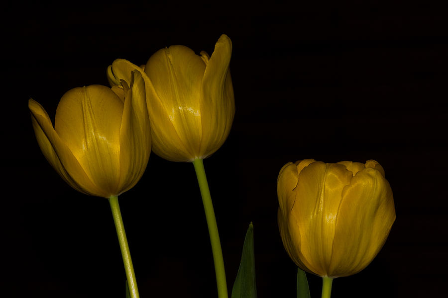 Three Tulips Photograph by Ed Gleichman